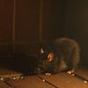 News From The Rat War Trenches: Sandy Rats Drive LI Family From Home